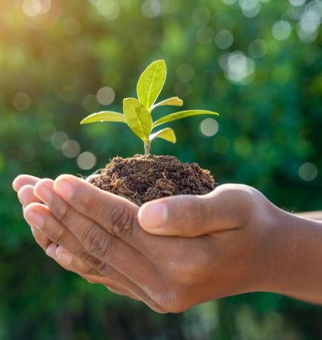 Child hands holding sapling against green nature background